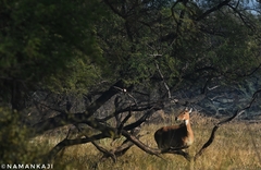 Boselaphus tragocamelus