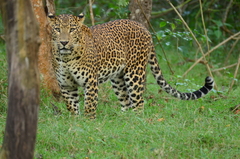 Panthera pardus fusca
