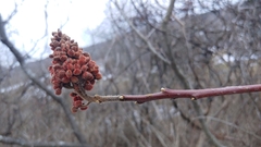 Rhus × borealis