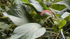 Acalypha angatensis