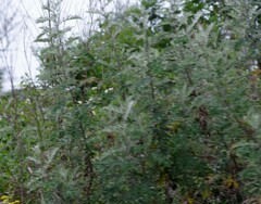 Berkheya bipinnatifida
