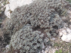 Astragalus tragacantha