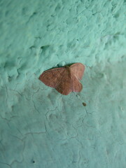 Cyclophora coecaria