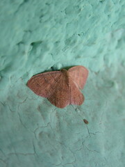 Cyclophora coecaria
