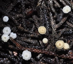 Marasmiellus