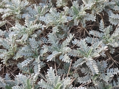 Astragalus tragacantha