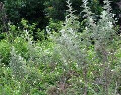 Berkheya bipinnatifida