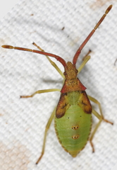 Gonocerus acuteangulatus