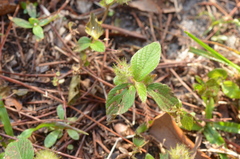 Acalypha arvensis