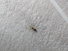 Zelus renardii