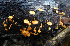 Favolaschia