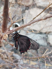 Battus polydamas polydamas