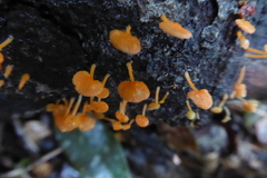 Favolaschia