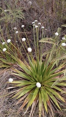 Eriocaulaceae