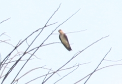 Stelgidopteryx ruficollis