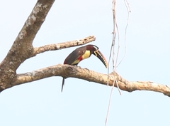 Pteroglossus castanotis