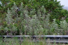 Berkheya bipinnatifida