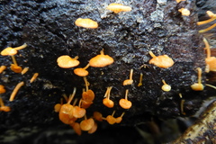 Favolaschia
