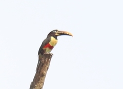 Pteroglossus castanotis