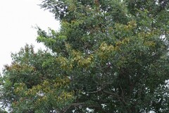 Dalbergia obovata