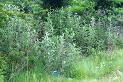 Berkheya bipinnatifida