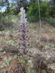 Lachenalia mutabilis