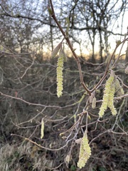 Corylus avellana