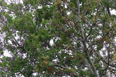 Harpephyllum caffrum