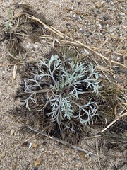 Artemisia campestris caudata