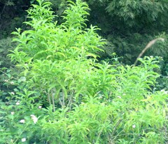Cestrum laevigatum