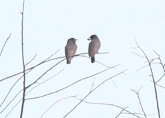 Chelidoptera tenebrosa