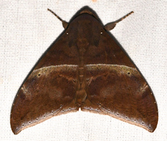 Ophisma tropicalis