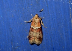 Acrobasis repandana