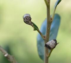 Homoeolabus analis