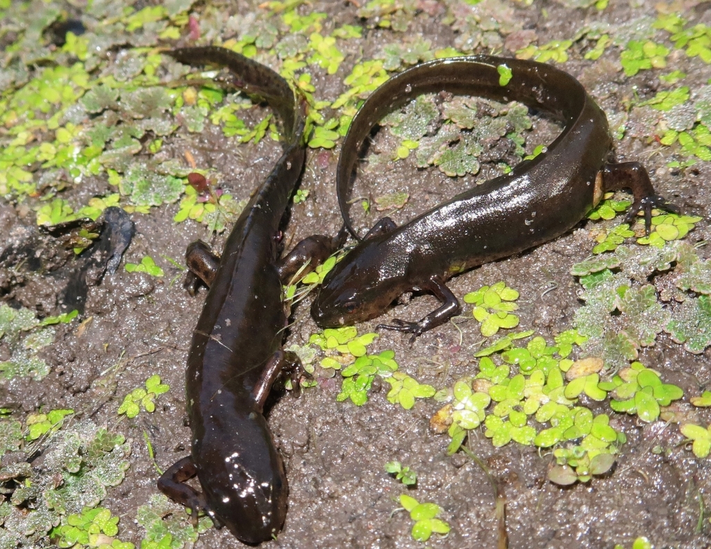 Peninsula Newt in January 2023 by Tommy Hamrick. Left individual ...