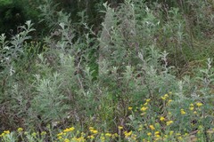Berkheya bipinnatifida