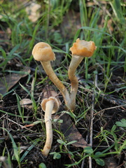 Leratiomyces percevalii