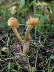 Leratiomyces percevalii
