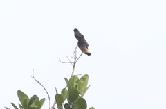 Chelidoptera tenebrosa