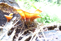 Podoscypha petalodes