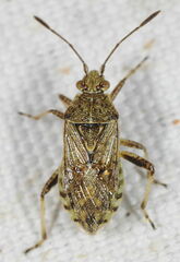 Stictopleurus crassicornis