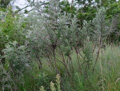 Berkheya bipinnatifida
