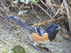 Pipilo maculatus magnirostris