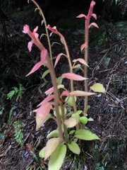 Actinidia setosa