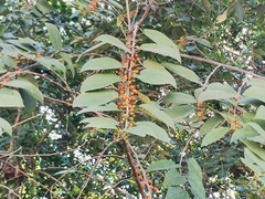 Trema micrantha