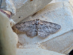 Anavitrinella pampinaria