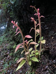 Actinidia setosa