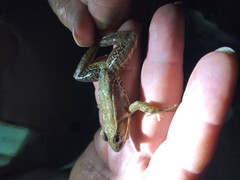 Lithobates lenca