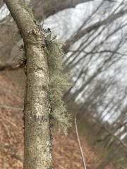 Usnea strigosa