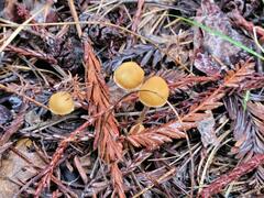 Galerina badipes